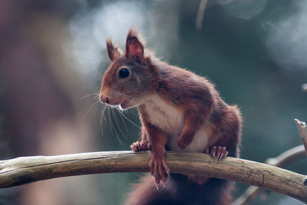Red Squirrel (c) Mike Snelle